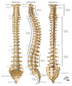 human-skeleton-spine-know-about-your-spine